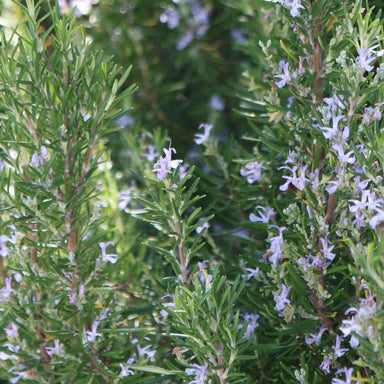 Organic rosemary in bloom