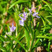 rosemary verbenone flowering close up