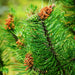 Scotch Pine needles and young cone