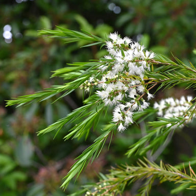 organic tea tree flowers and needles