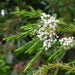 organic tea tree flowers and needles