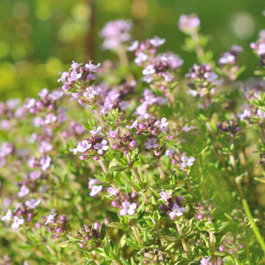 organic thyme linalool flowers blooming