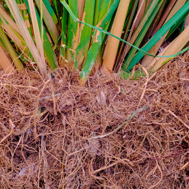 vetiver grass with roots for distillation