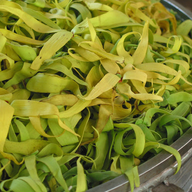 organic ylang ylang flowers in essential oil still