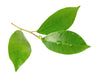 petitgrain leaves