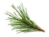 scotch pine needles